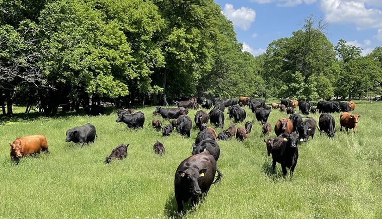 cattle walking through green field