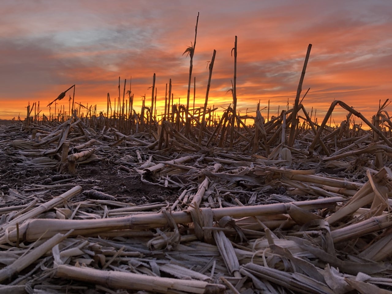 corn stubble in field during sunset