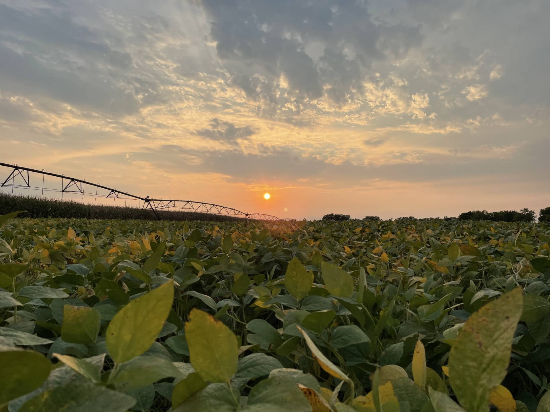 soybeans view with irrigator and blue sky