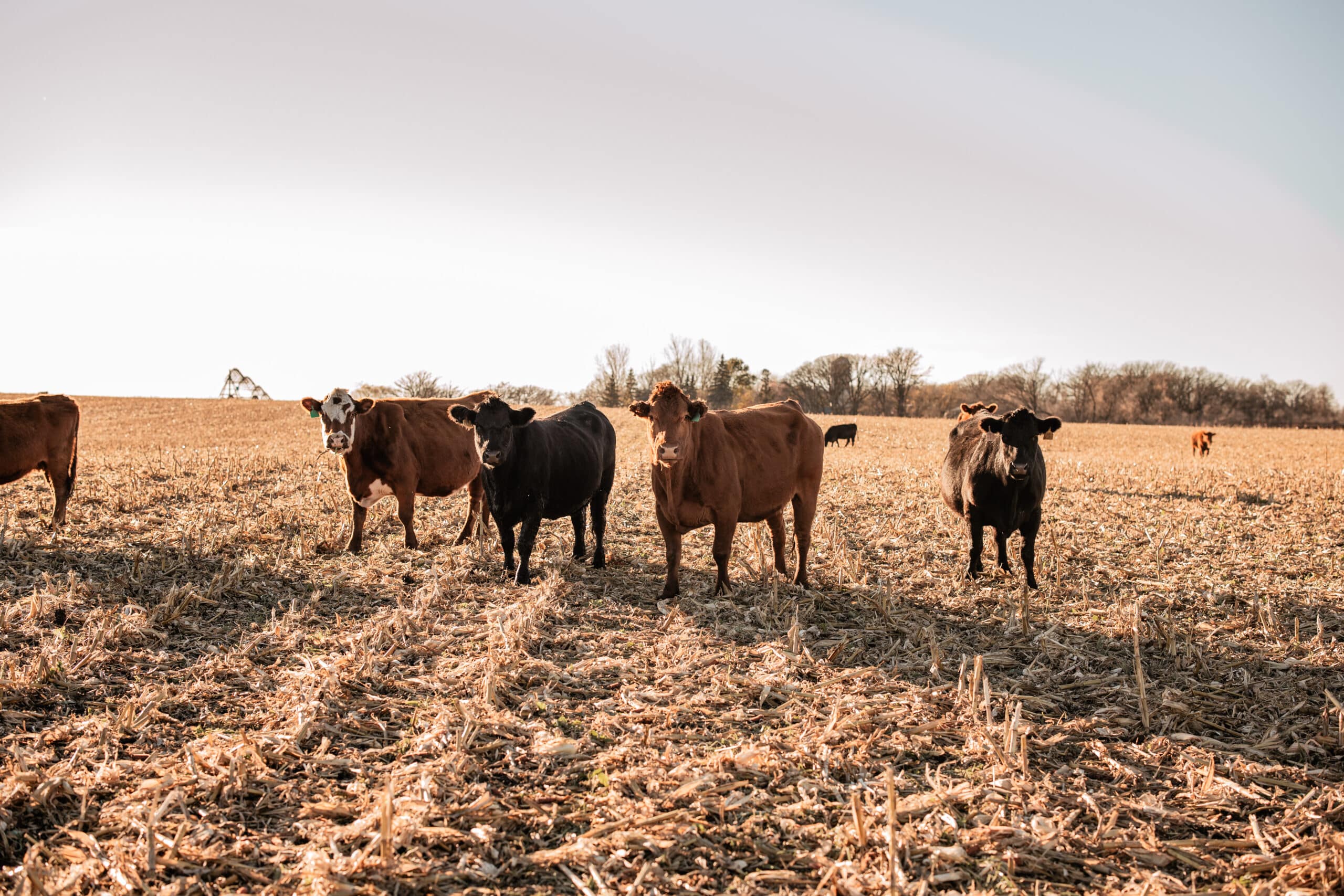 group of cows in the field