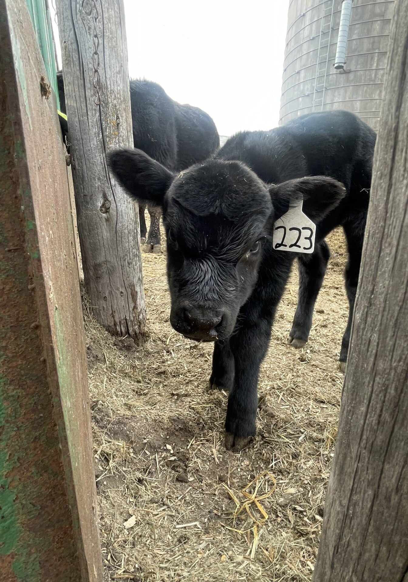 black calf with ear tag by fence post