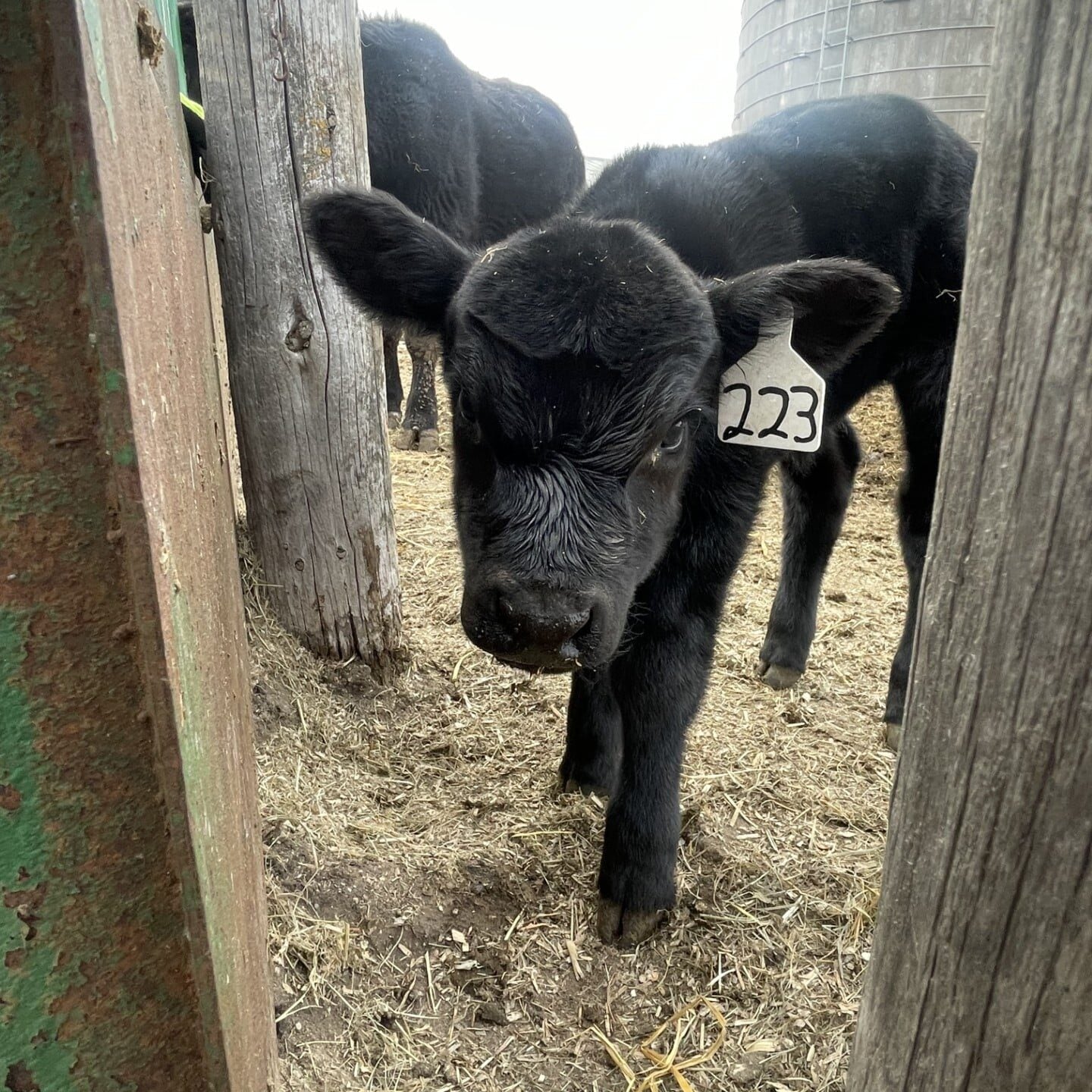 black calf with ear tag by fence post