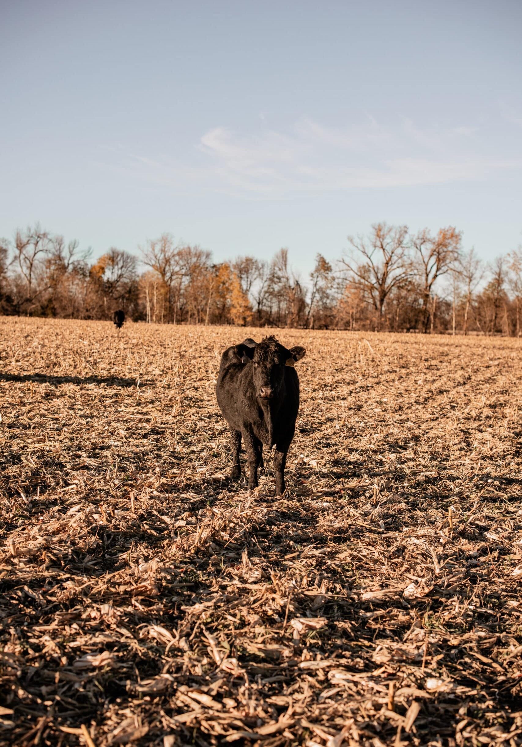 black cow in the field