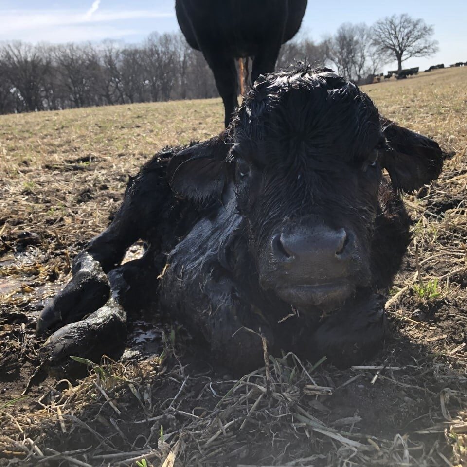 brand new calf in field