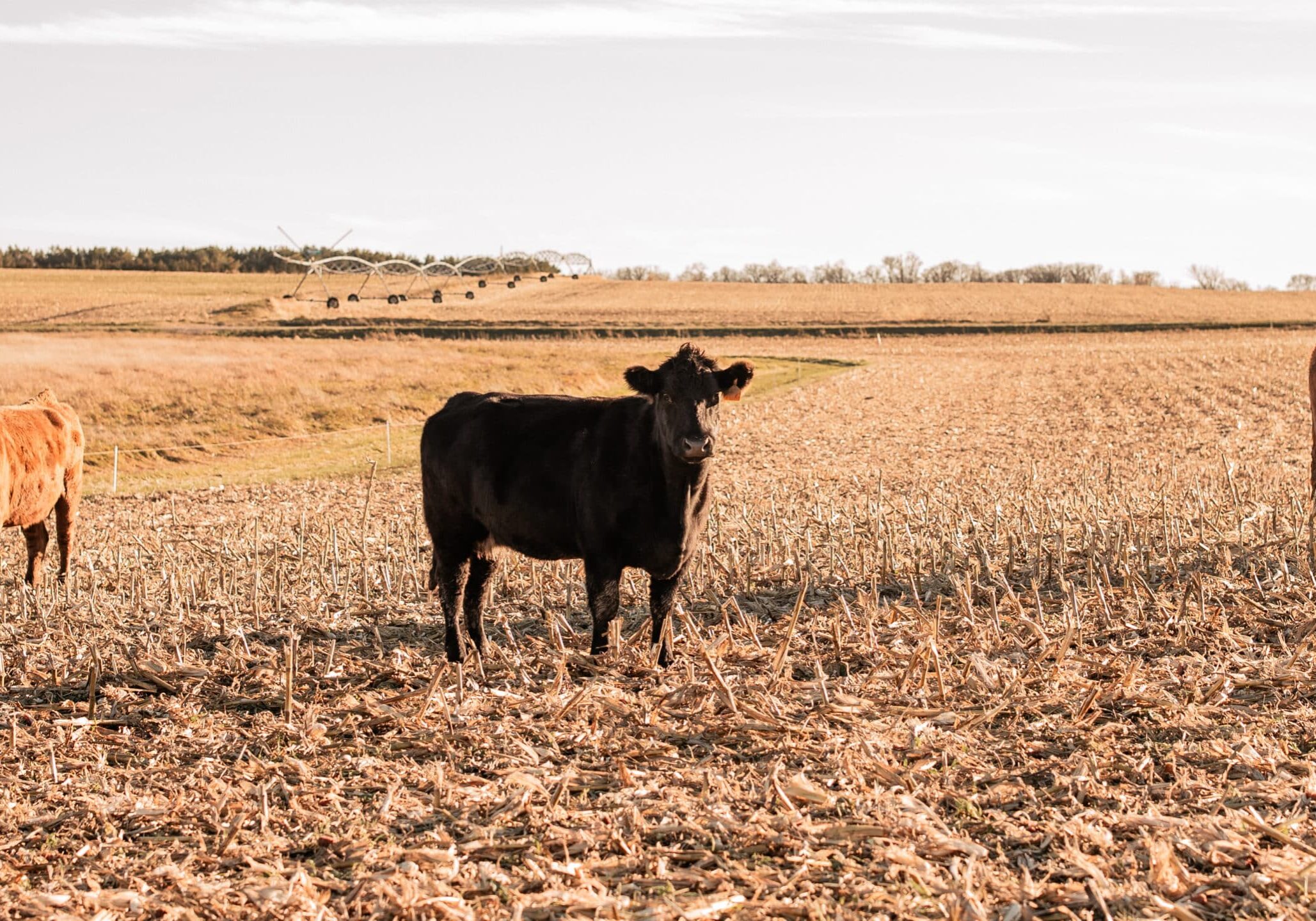 Three Cattle in field