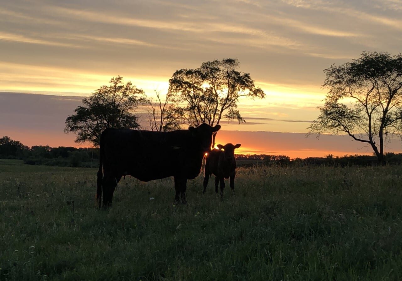 two cows in the field with a sunset