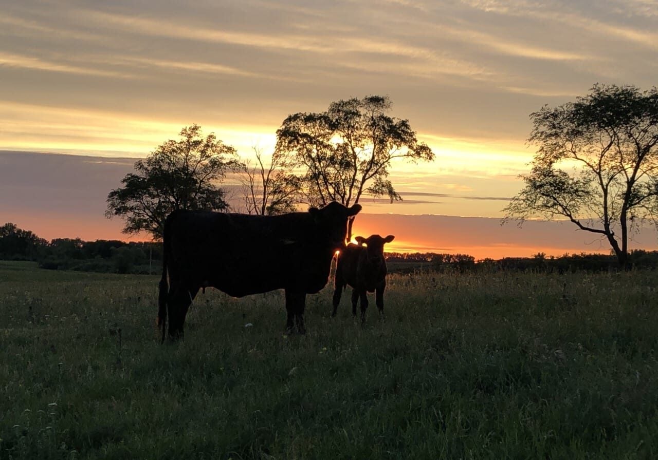 two cows in the field with a sunset