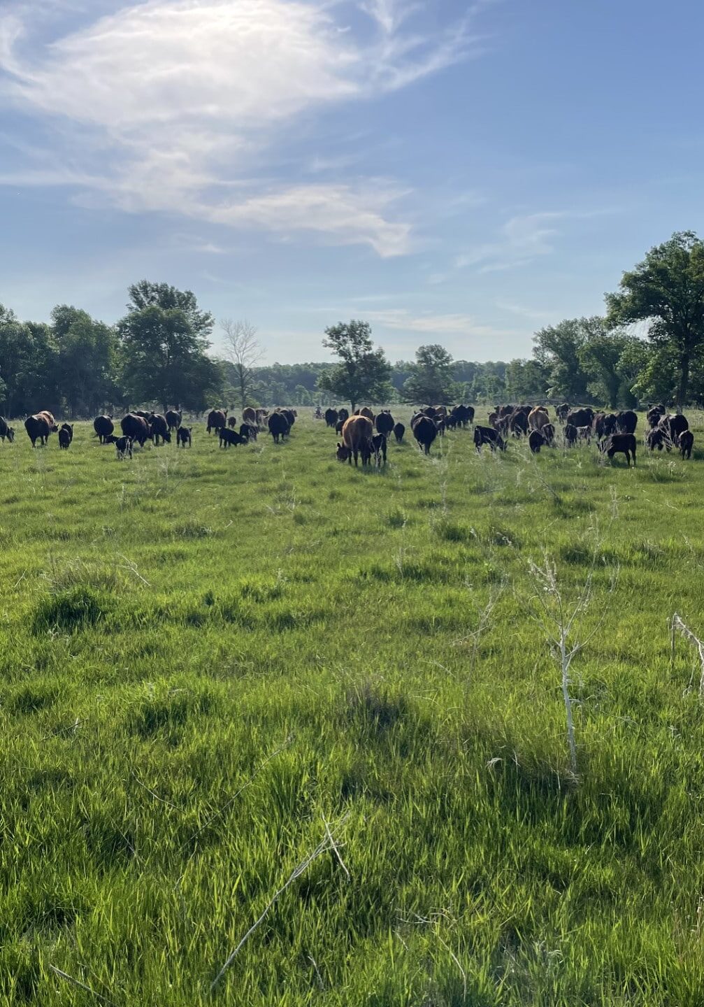 cow calf pairs in pasture