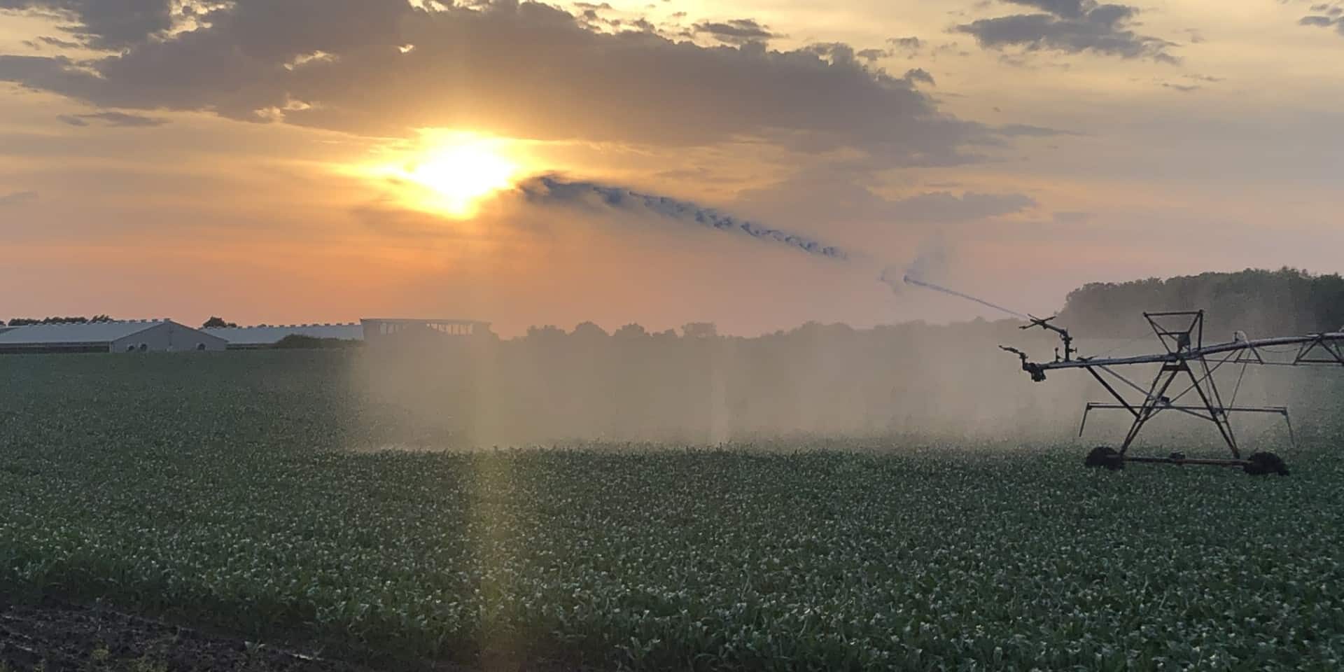 irrigator spraying water over corn crop