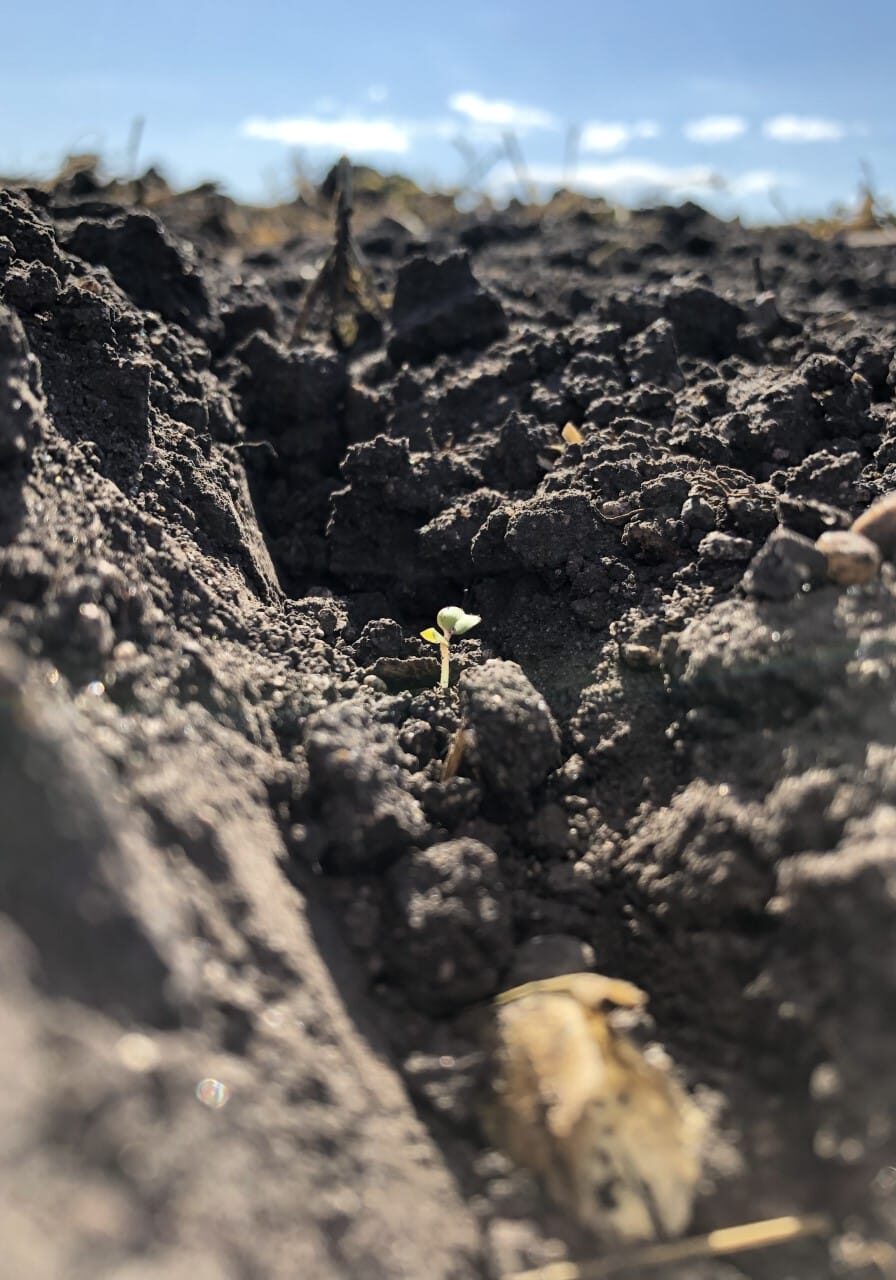 new seedling sprouted in black dirt