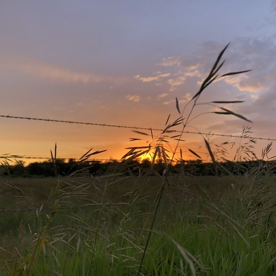 sunset view of field
